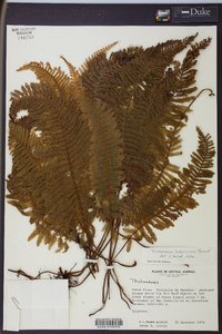 Media resource of Trichomanes ludovicianum