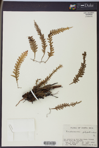 Trichomanes polypodioides image