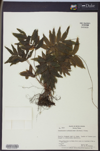 Trichomanes hostmannianum image