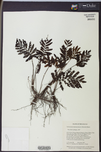 Trichomanes hostmannianum image
