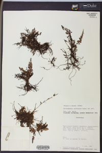Trichomanes pellucens image