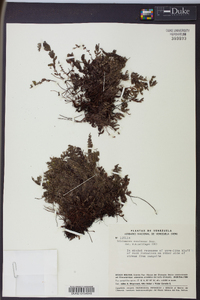 Trichomanes roraimense image