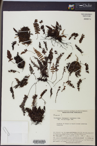 Trichomanes roraimense image