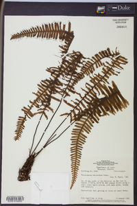 Trichomanes sellowianum image