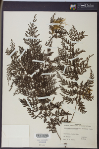 Vandenboschia radicans image