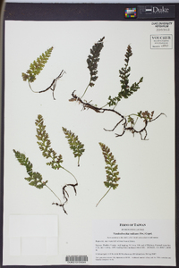 Vandenboschia radicans image