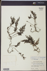 Vandenboschia radicans image