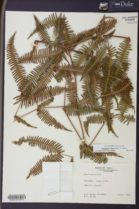 Dicranopteris linearis image