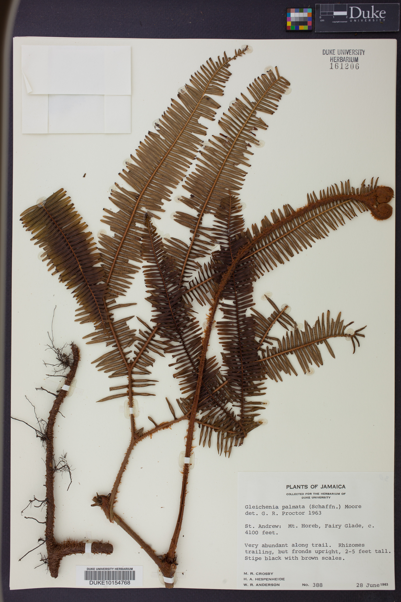 Gleichenia palmata image