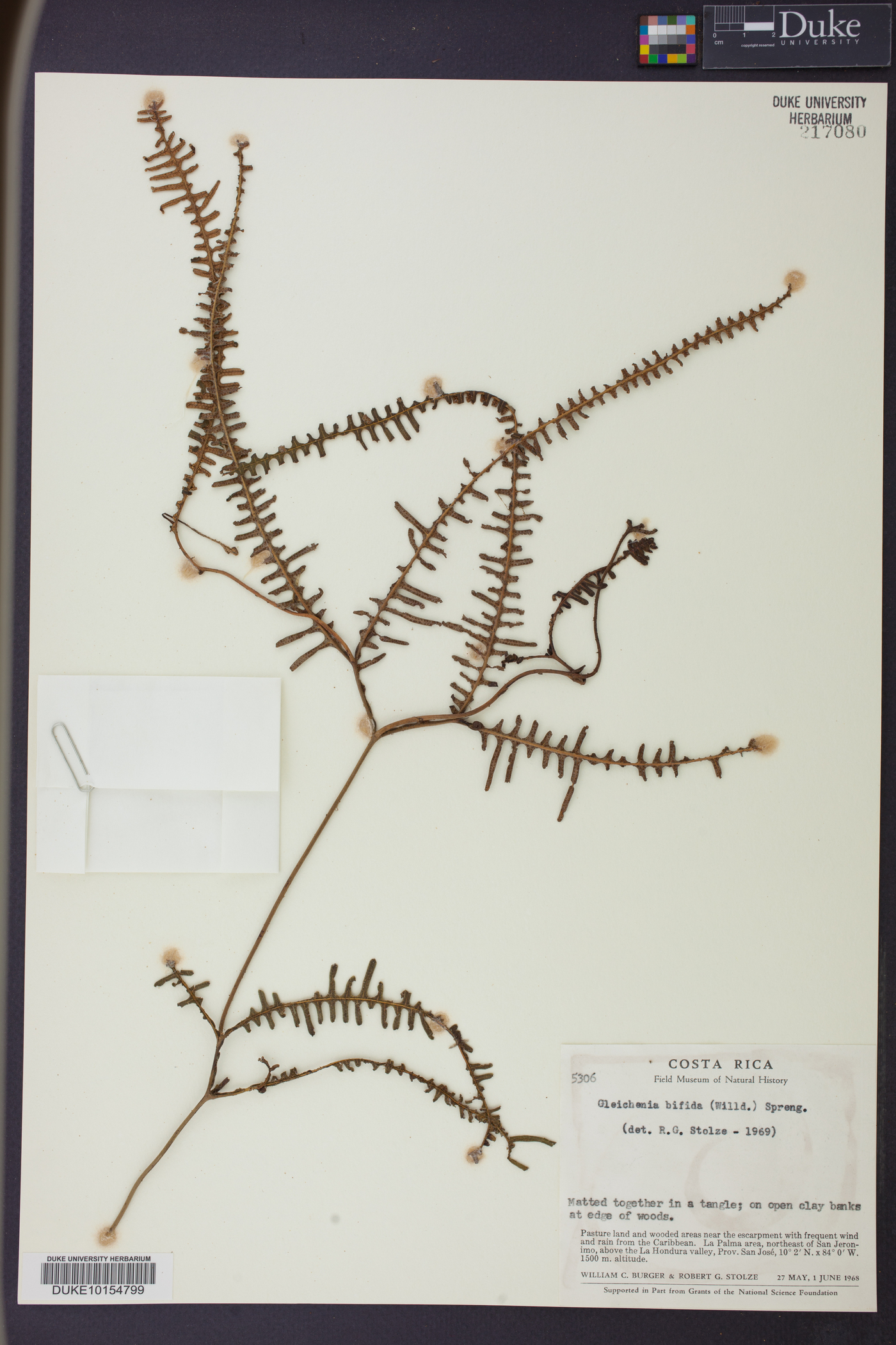 Sticherus bifidus image