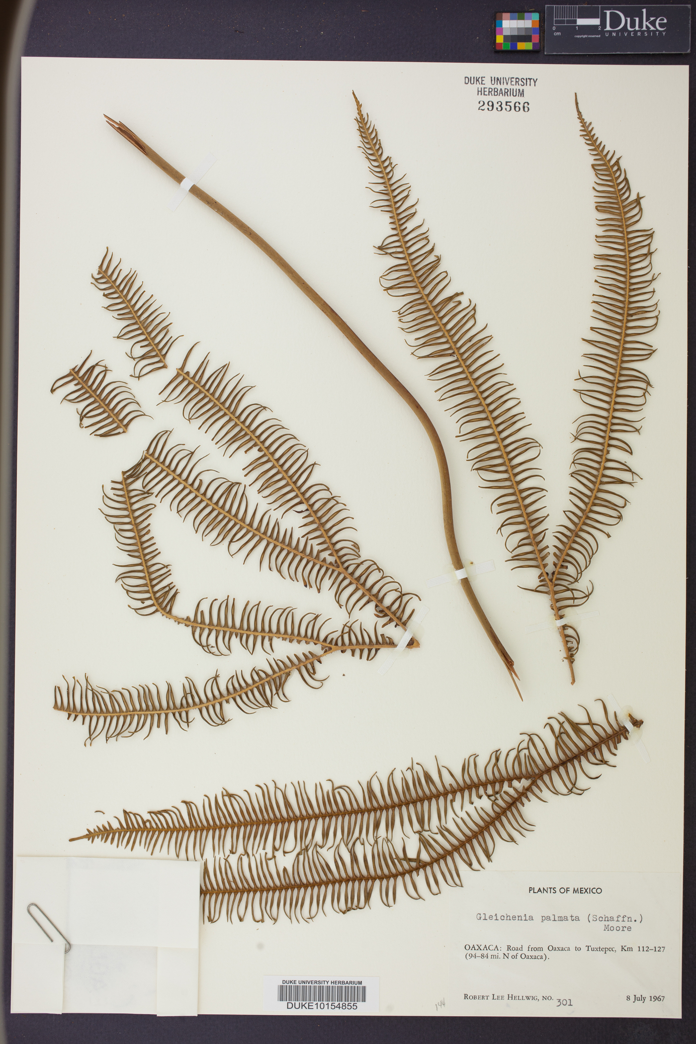 Gleichenia palmata image