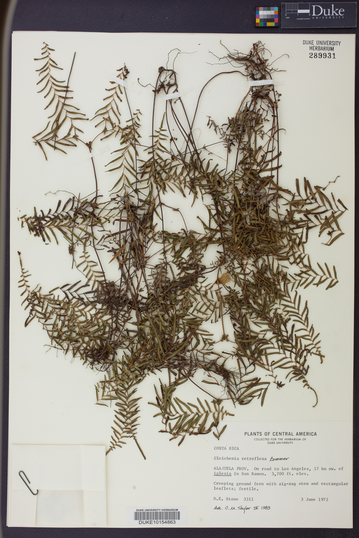 Gleichenia retroflexa image