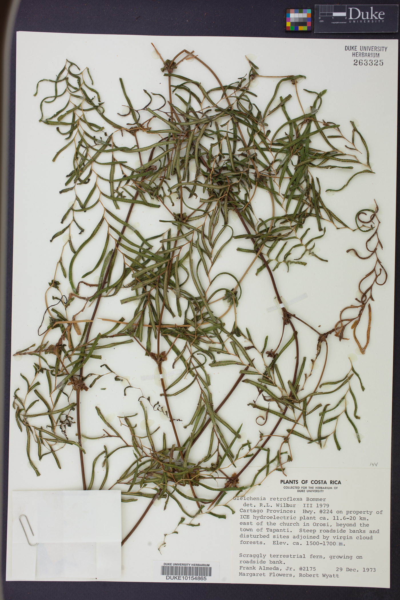 Gleichenia retroflexa image