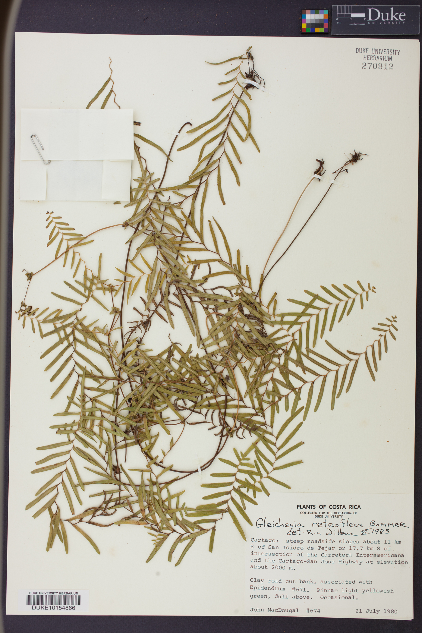 Gleichenia retroflexa image