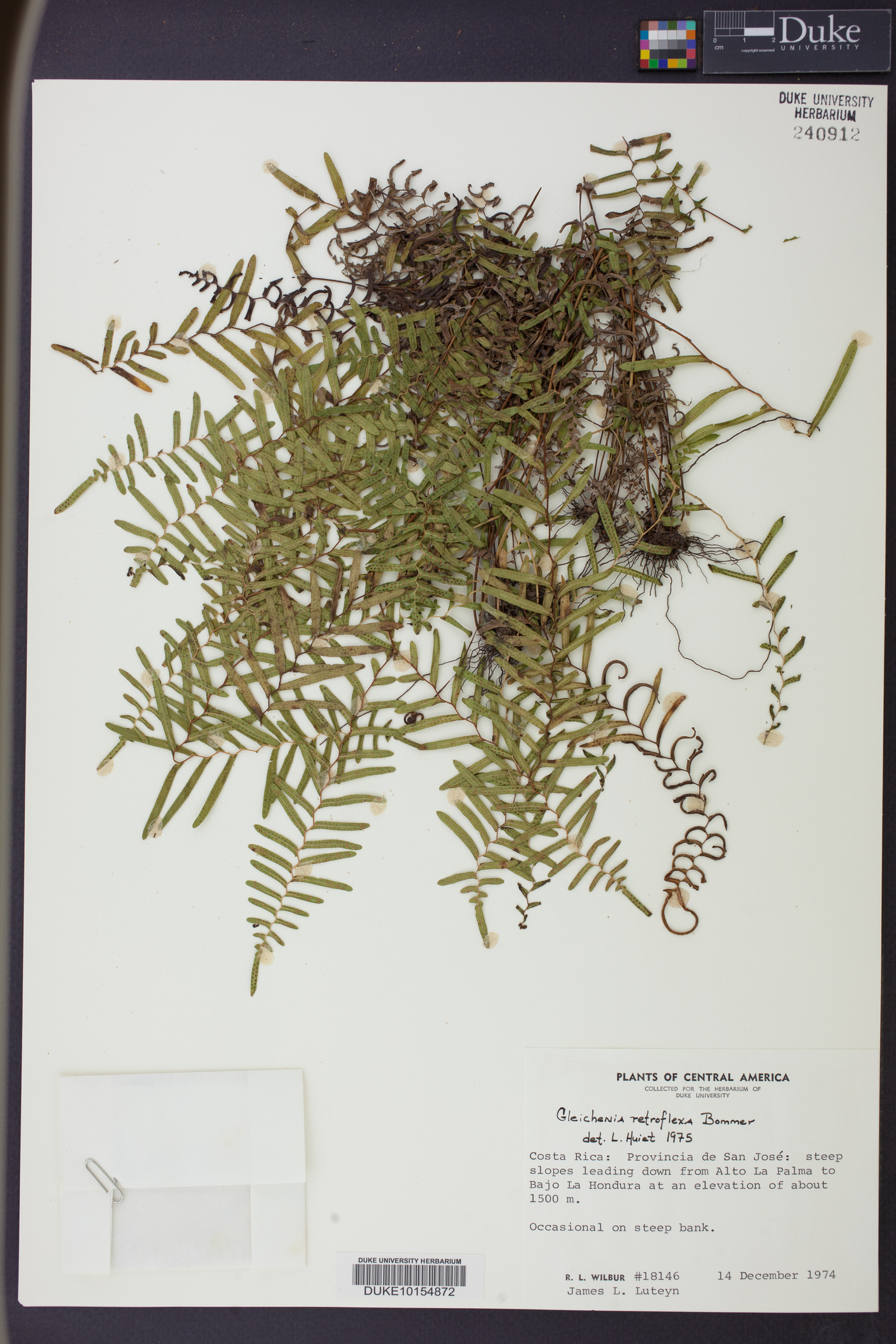 Gleichenia retroflexa image