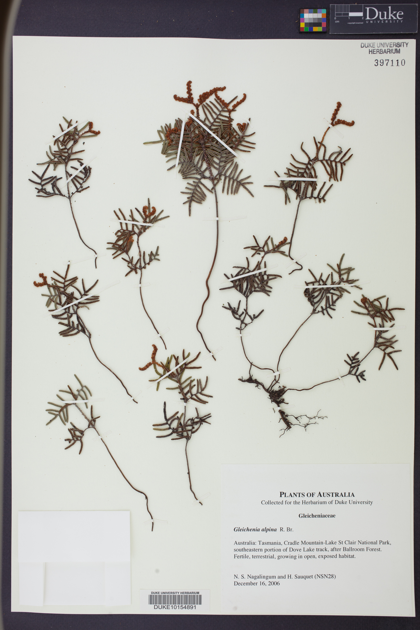 Gleichenia alpina image