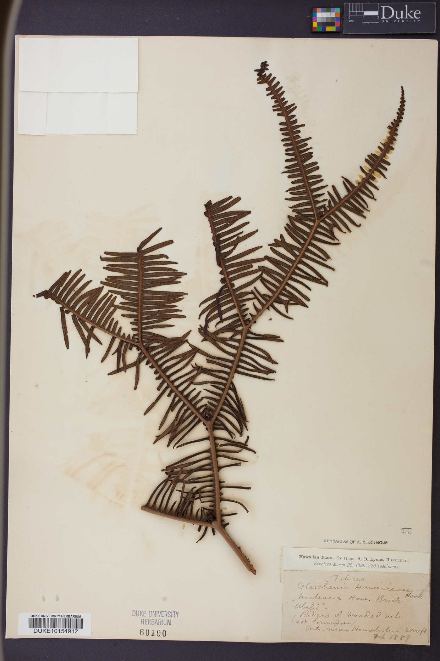 Sticherus owhyhensis image