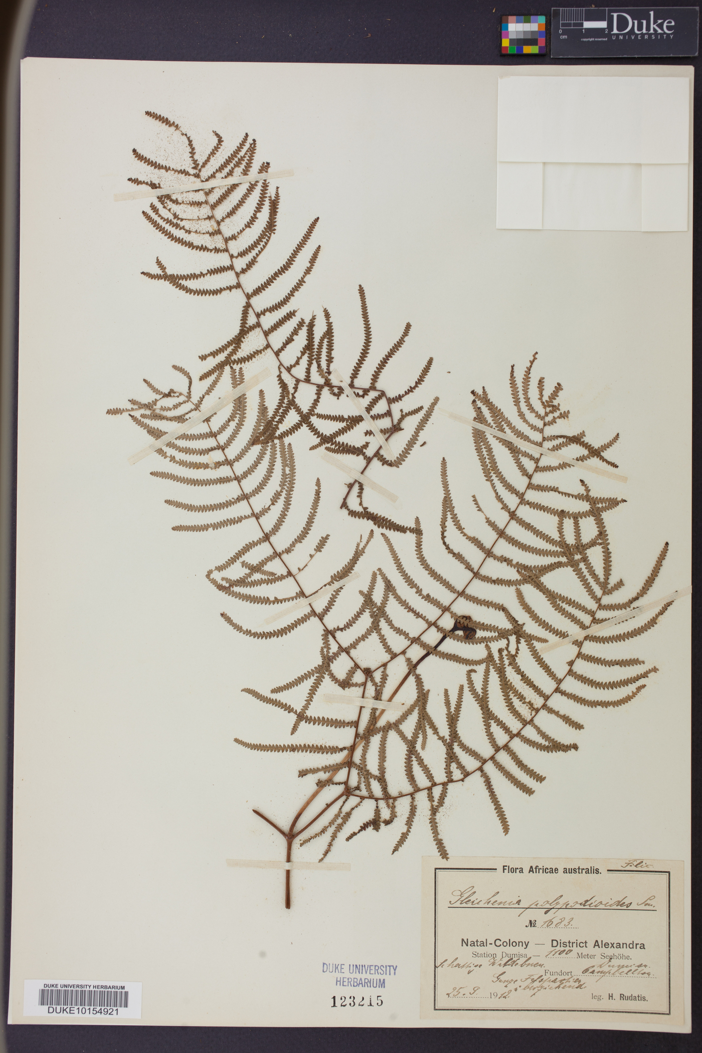 Gleichenia polypodioides image