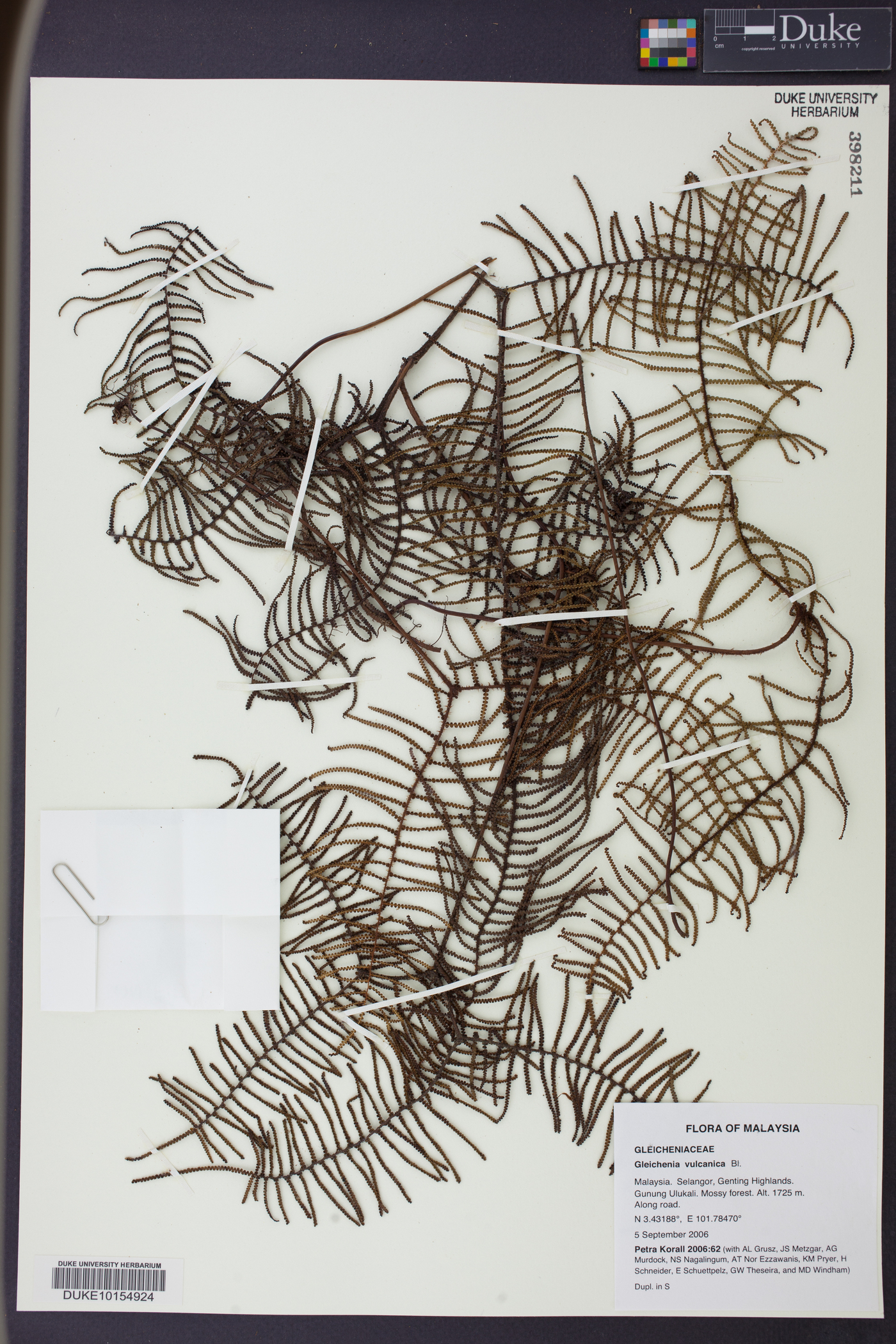 Gleichenia image