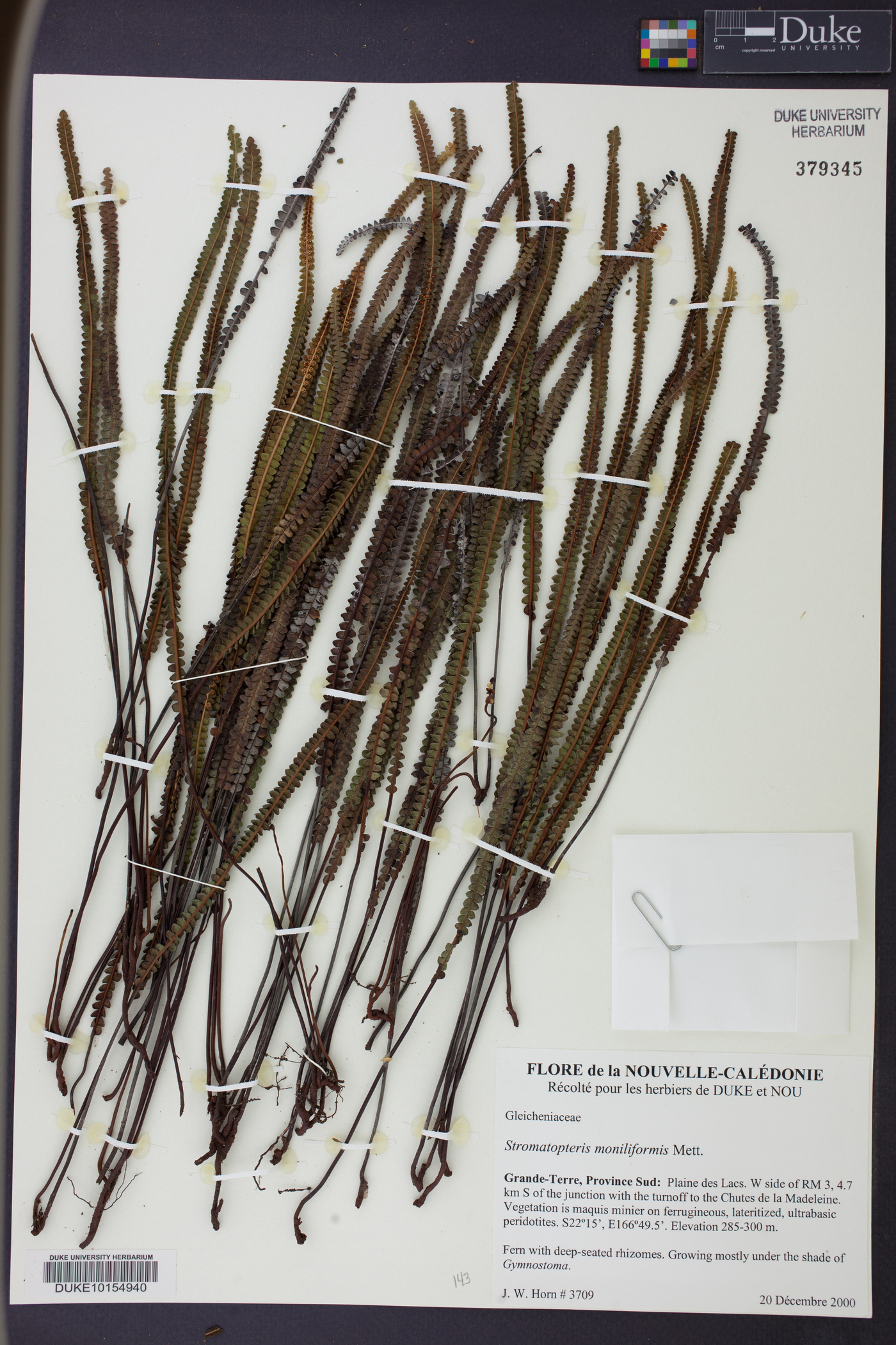 Stromatopteris image