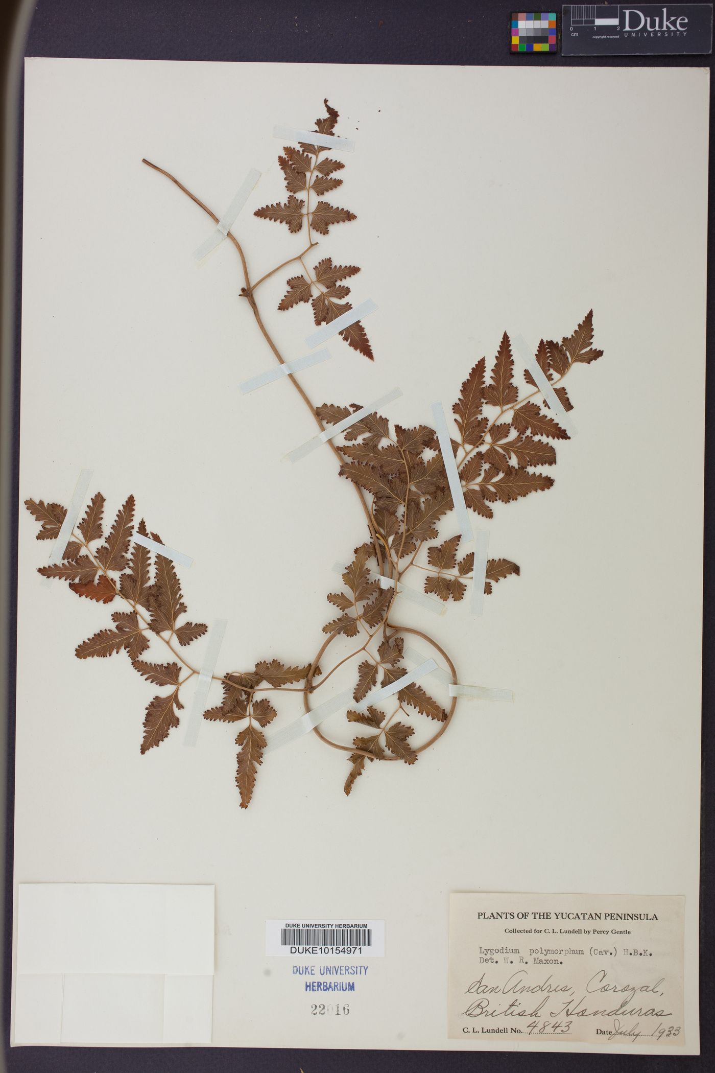 Lygodium venustum image