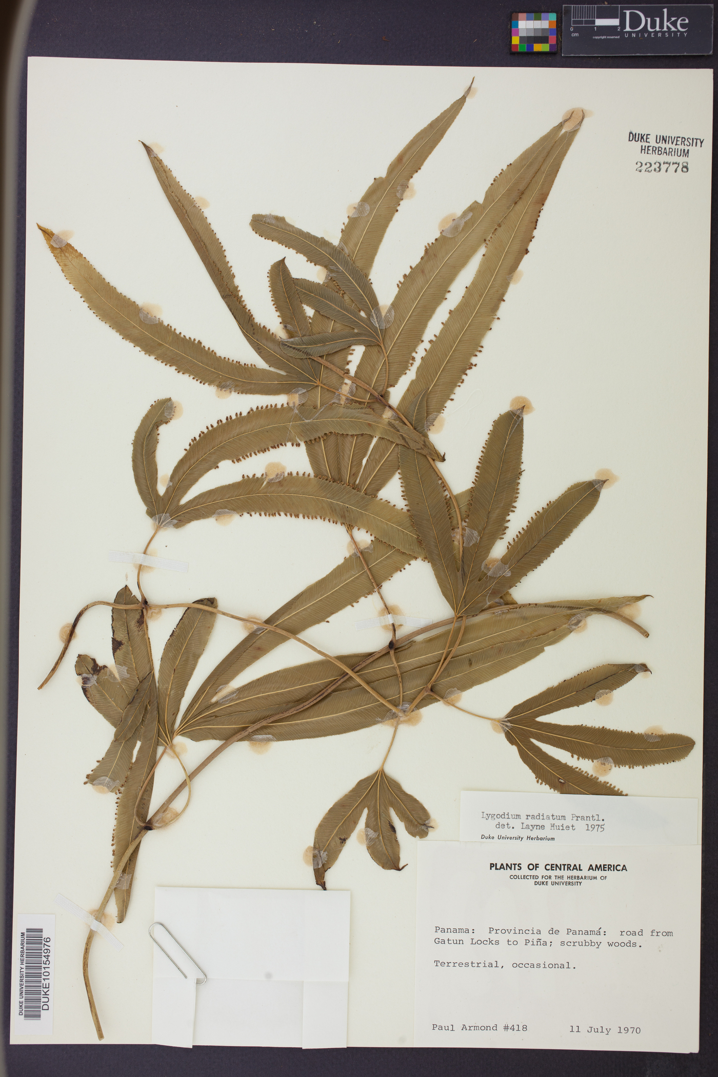 Lygodium radiatum image
