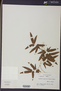 Lygodium japonicum image