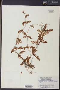 Lygodium scandens image