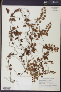 Lygodium scandens image