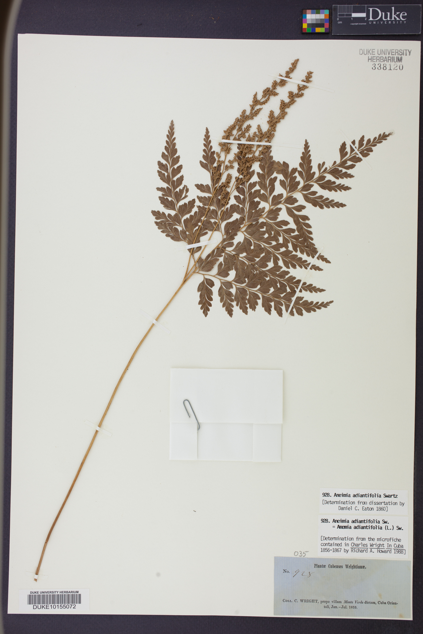 Anemia adiantifolia image