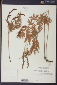 Anemia adiantifolia image