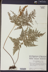 Anemia adiantifolia image