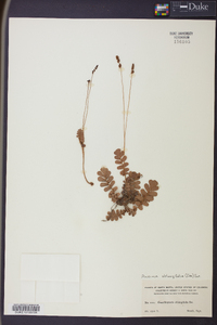 Anemia oblongifolia image