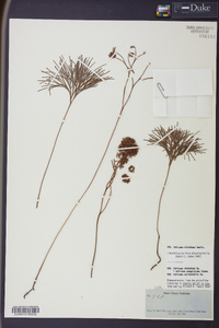 Schizaea dichotoma image