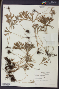 Schizaea dichotoma image