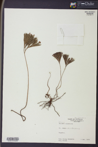 Schizaea dichotoma image