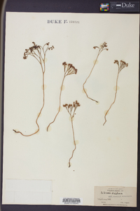 Schizaea dichotoma image