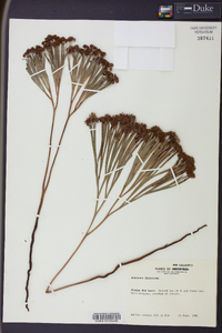 Schizaea dichotoma image