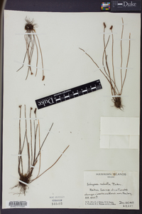 Schizaea robusta image