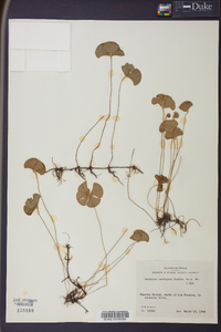 Marsilea macropoda image