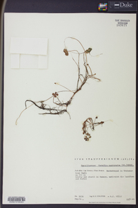 Image of Marsilea macrocarpa