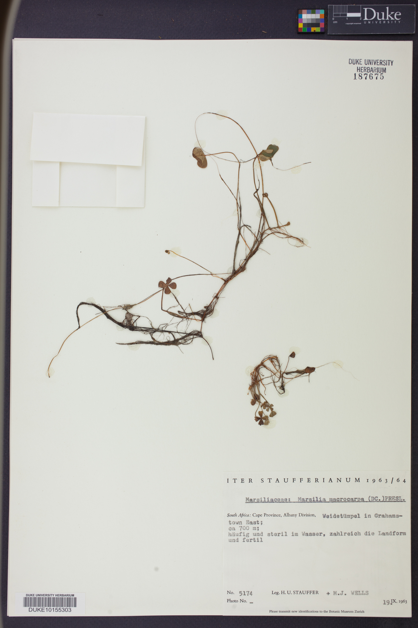 Marsilea macrocarpa image