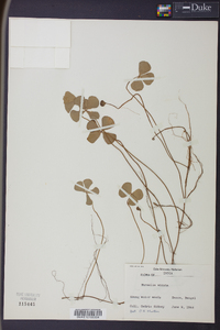 Marsilea vestita subsp. vestita image