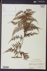 Culcita coniifolia image