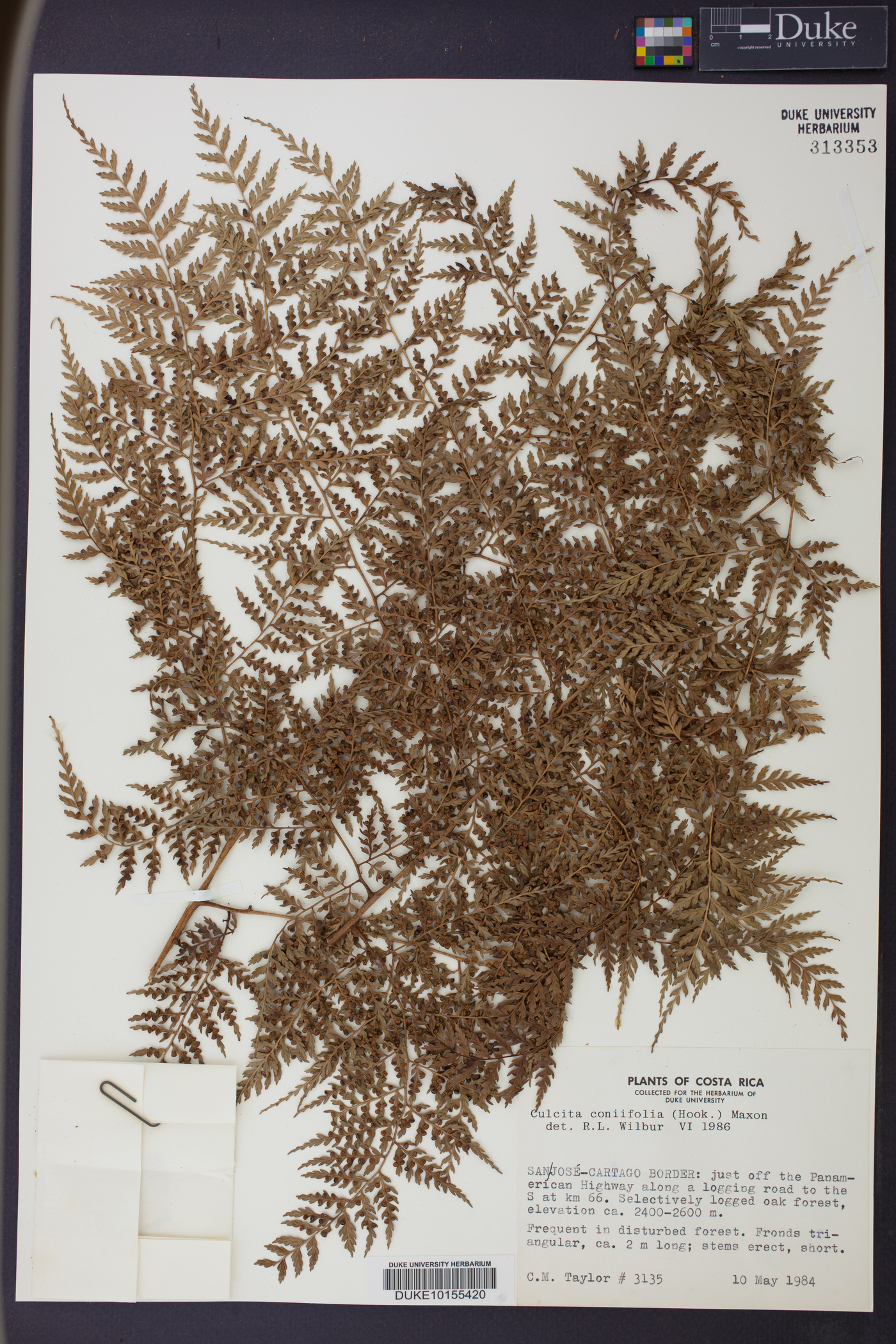 Culcitaceae image