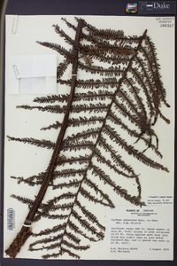 Cyathea pubescens image