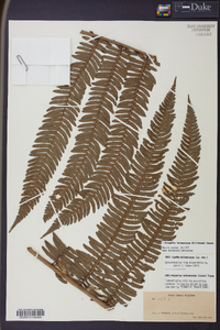 Cyathea balanocarpa image