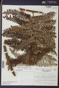 Alsophila polystichoides image