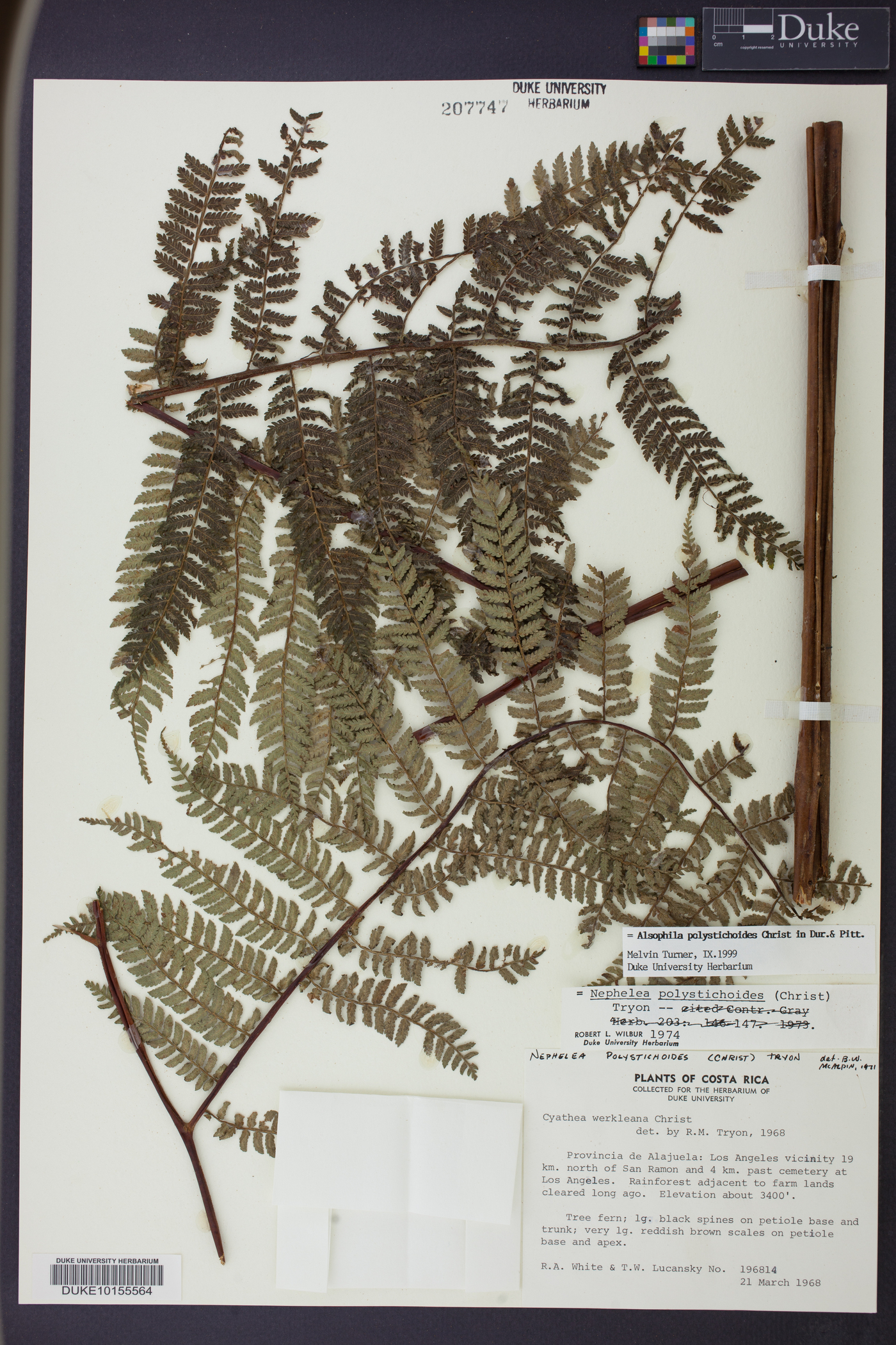 Alsophila polystichoides image