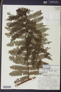 Alsophila polystichoides image